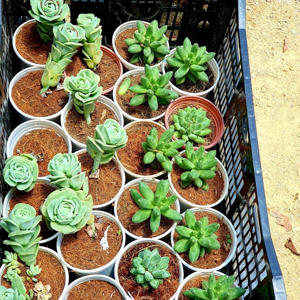 Nguồn Cung Cấp Sen Đá Giá Sỉ