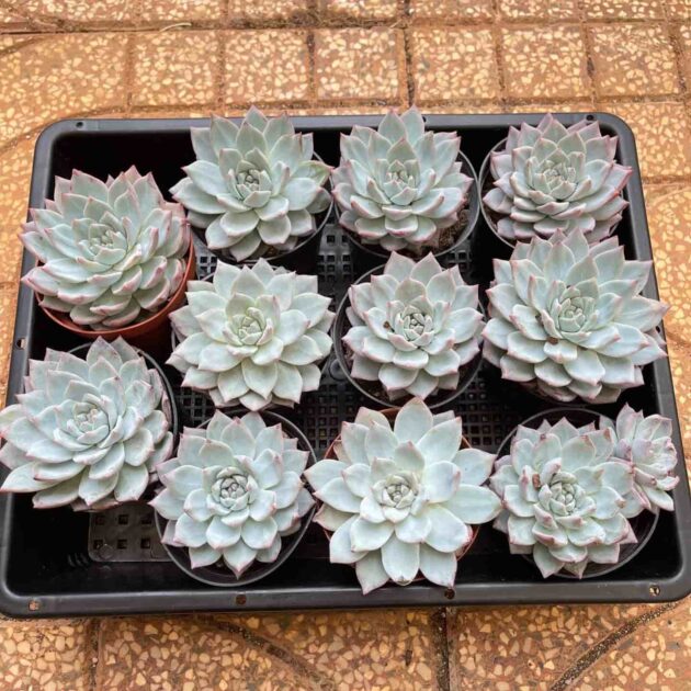 Nguồn Sỉ Cây Sen Đá