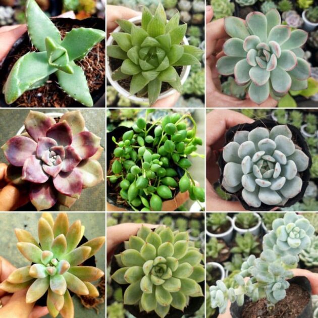 Nguồn Cung Cấp Sen Đá Giá Sỉ