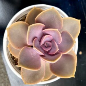 Sen Đá Hồng Dâu