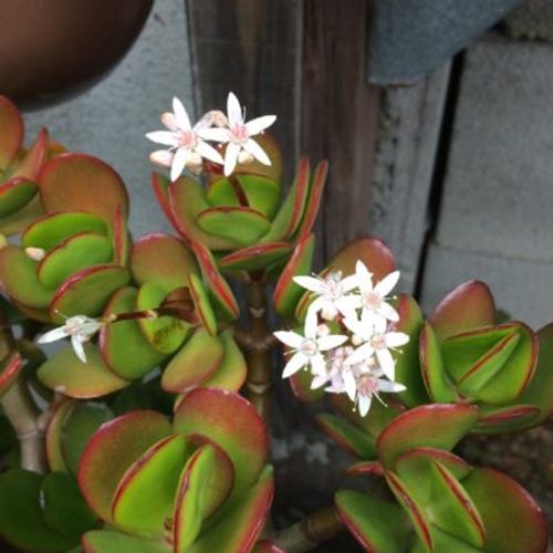 Các Loại Sen Đá Ra Hoa