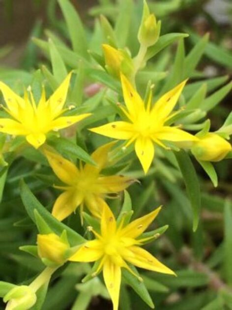 Các Loại Sen Đá Ra Hoa