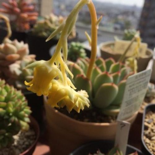 Các Loại Sen Đá Ra Hoa