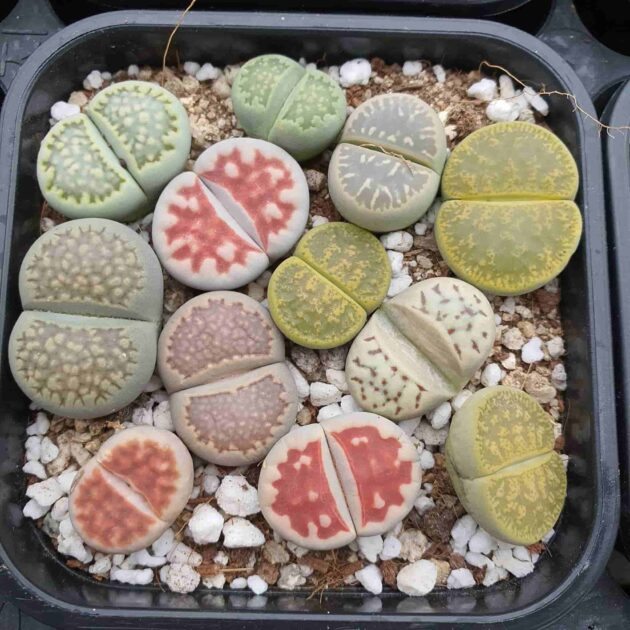 Sen Đá Hàn Quốc