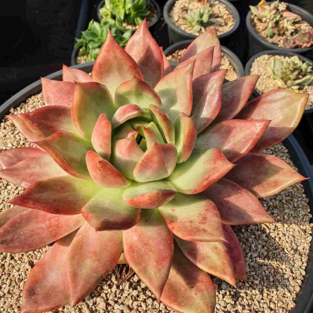 Sen Đá Hàn Quốc