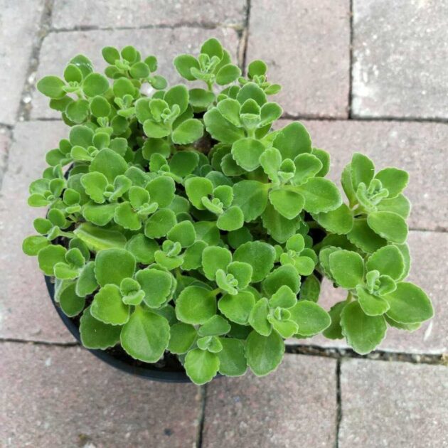 Các Loại Sen Đá Ưa Nước