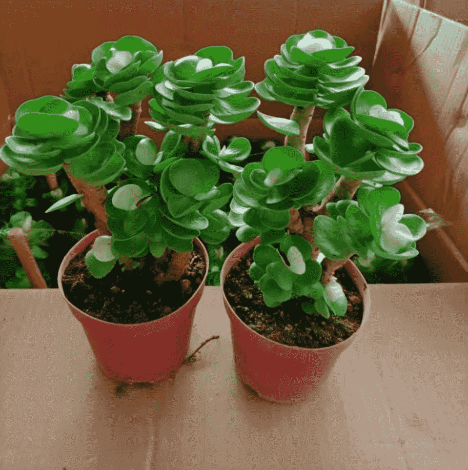 Các Loại Sen Đá Ưa Nước