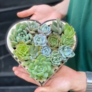 hộp gỗ sen đá trái tim độc đáo, quà sinh nhật ý nghĩa