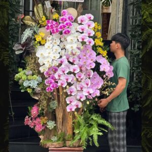 lũa lan hồ điệp mix sen đá khai trương sinh nhật