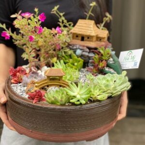 tiểu cảnh sen đá khai trương