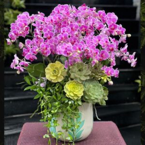 chậu hoa lan hồ điệp màu hồng mix hoa sen đá đẹp