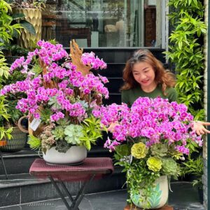 chậu hoa lan hồ điệp màu hồng mix hoa sen đá đẹp