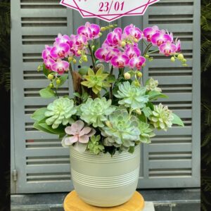 chậu lan hồ điệp để bàn đẹp giá ưu đãi