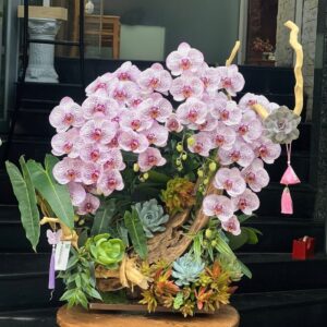 Tiểu cảnh lan hồ điệp đột biến mix sen đá gỗ lũa