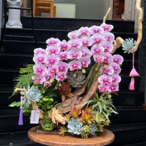 hoa khai trương đẻ bàn từ tiểu cảnh lan hồ điệp có ưu điểm gì