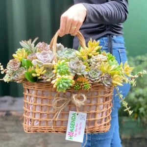 quà tặng khách hàng sen đá