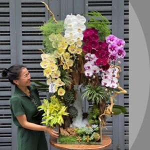 hoa tất niên tươi đẹp bền lâu từ tiểu cảnh lan hồ điệp mix sen đá gỗ lũa