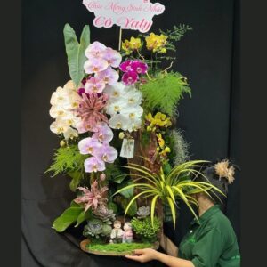 tiểu cảnh lan hồ điệp mix sen đá mẫu mới