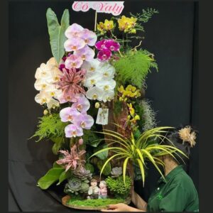 tiểu cảnh lan hồ điệp mix sen đá mẫu mới