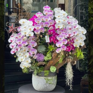 bonsai lan hồ điệp đẹp ấn tượng