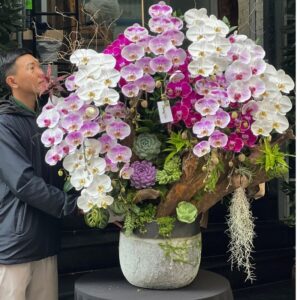 bonsai lan hồ điệp đẹp ấn tượng