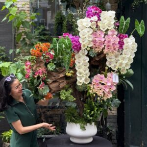 gỗ lũa lan hồ điệp dáng bonsai cổ thụ