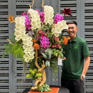 cây lan hồ điệp dáng bonsai đẹp