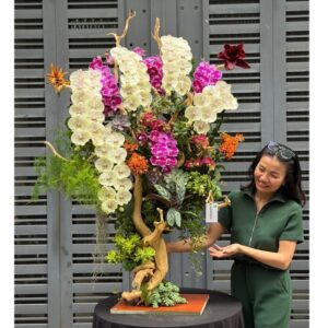 cây lan hồ điệp dáng bonsai đẹp