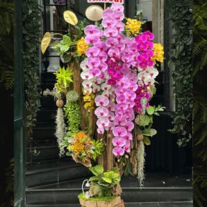 Cây bonsai lan hồ điệp mix sen đá dáng thác nước thu hút hoa tặng 10 năm kỷ niệm công ty thành lập