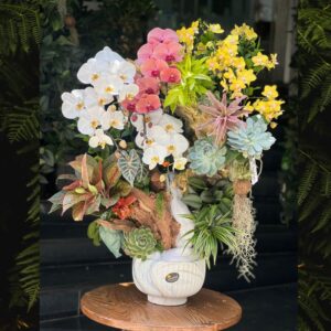chậu lan hồ điệp mix sen đá hoa mừng thọ ông bà ý nghĩa