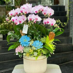 hoa tặng cho mẹ chậu hoa lan hồ điệp mini để bàn màu hồng nhạt