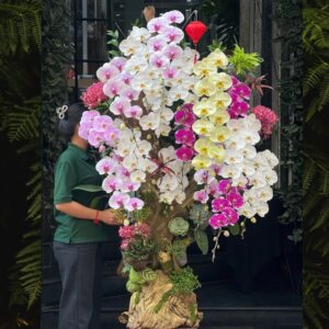 lũa lan hồ điệp bonsai dáng cao