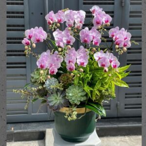 hoa sinh nhật cho khách hàng chậu lan hồ điệp để bàn