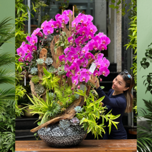 Giá Chậu Lan Hồ Điệp 10 - 15 Cành Mix Sen Đá Decor Trên Lũa Gỗ Hoành Tráng Cực May Mắn