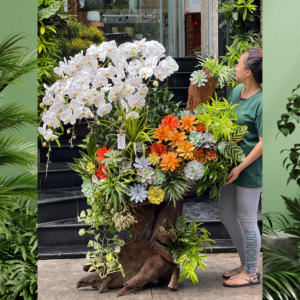Lũa Hồ Điệp Trắng Mix Sen Đá Trên Thân Gỗ Hoành Tráng - Hoa Tân Gia, Hoa Mừng Thành Lập Công Ty