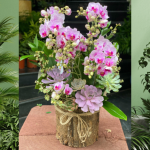 Chậu Tiểu Hồ Điệp Để Bàn Mix Sen Đá – Món Quà Độc Đáo Tặng Sinh Nhật Đồng Nghiệp Nữ