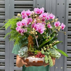 lan hồ điệp mini đẹp