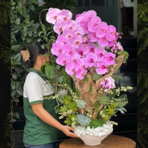 chậu lan hồ điệp tím đẹp ấn tượng