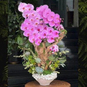 chậu lan hồ điệp tím đẹp ấn tượng