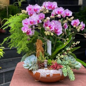 lan hồ điệp mini đẹp