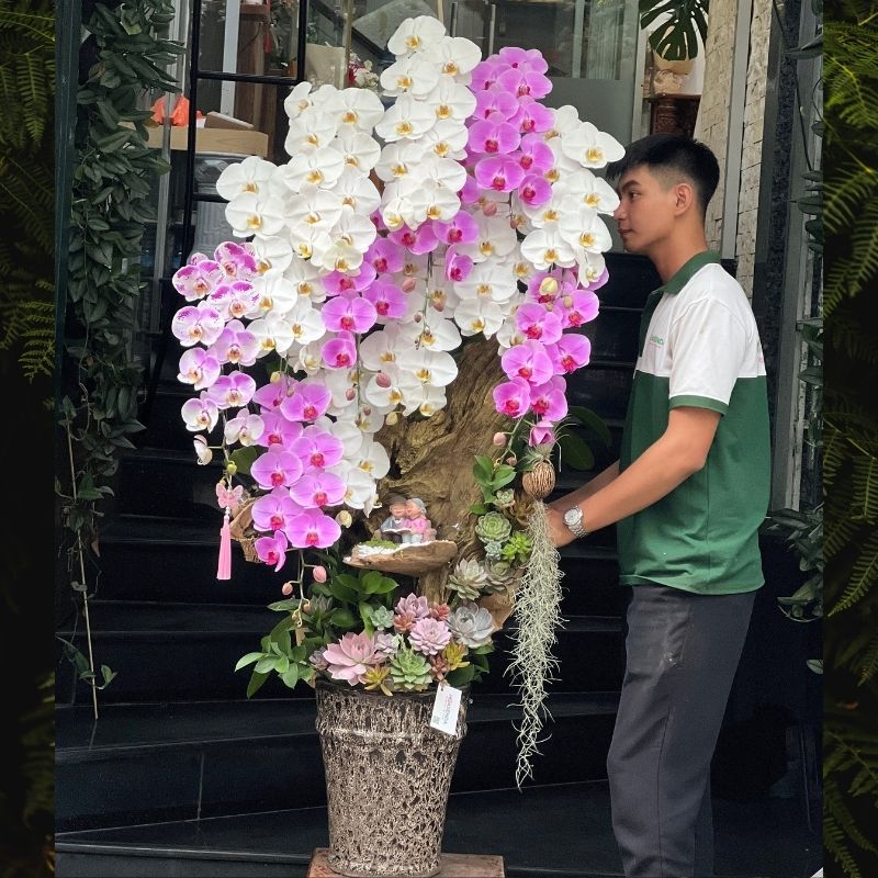lũa-lan-ho-diep-tang-khai-truong-dep hoa khai trương lũa đứng lan hồ điệp mix sen đá
