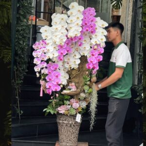 cây lũa lan hồ điệp mix sen đá tặng khai trương
