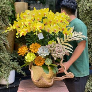chậu lan hồ điệp vàng đẹp