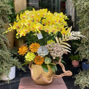 chậu lan hồ điệp vàng đẹp