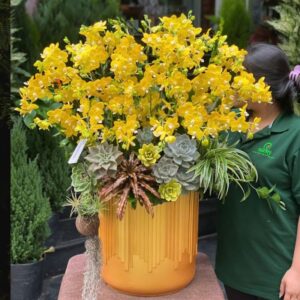lan hồ điệp mini vàng hay còn gọi là tiểu hồ điệp vàng