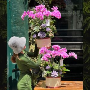 lan hồ điệp mãn thiên hồng để bàn đẹp