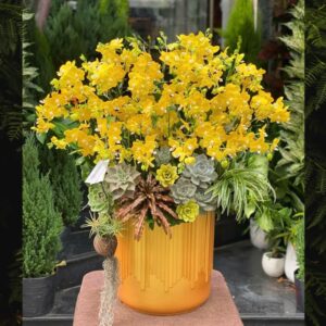 lan hồ điệp mini vàng hay còn gọi là tiểu hồ điệp vàng