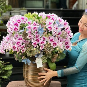 Chậu Hồ Điệp Mini Hồng Đột Biến Mix Sen Đá Mừng Tân Gia Nhà Mới
