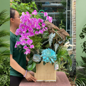 3 Lý Do Nên Tặng Giỏ Hoa Hồ Điệp Mini Hồng Mix Sen Đá Decor Trồng Lũa Gỗ Mừng Sinh Nhật Mẹ