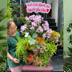 Lũa Gỗ Lan Mini Tím Hồng Mix Sen Đá Mừng Sinh Nhật Người Thương - Món Quà Tình Yêu Ý Nghĩa, Gắn Bó Bền Chặt